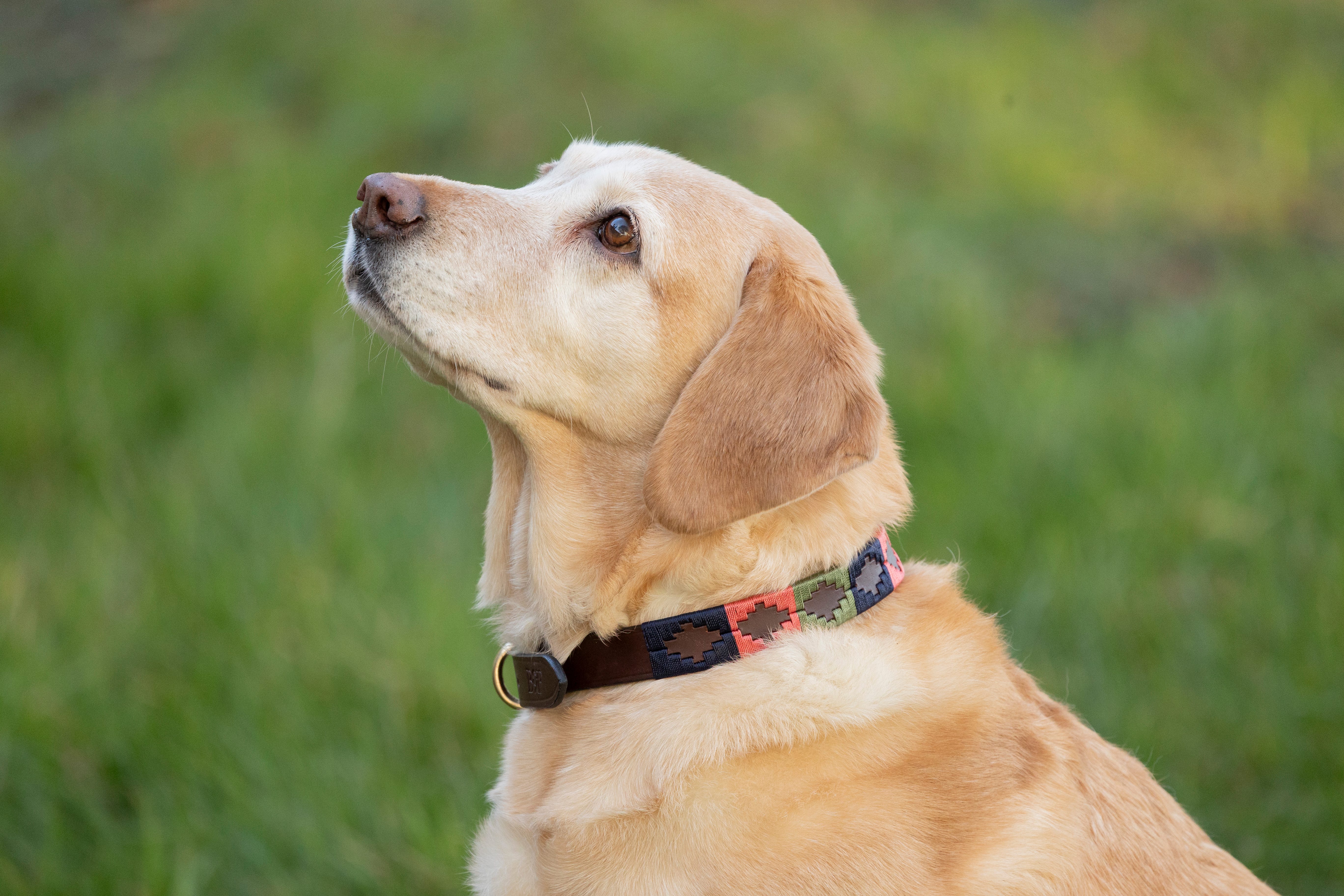 Benji &amp; Flo Sublime Polo Leather Dog Collar image 13